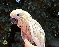 bird-for-sale-in-pennsylvania