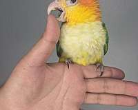 white-bellied-caique-for-sale