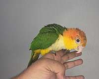 white-bellied-caique-for-sale-in-los-angeles-ca