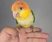 bird-for-sale-in-los-angeles-ca