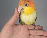 young-bird