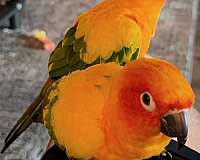 sun-conure-for-sale