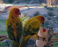 green-sun-conure-for-sale