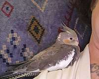 pearl-pied-singing-bird-for-sale