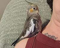 singing-bird-for-sale-in-virginia-beach-va