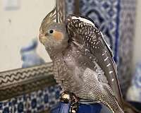pearl-pied-bird-for-sale-in-virginia-beach-va
