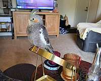 cockatiel-for-sale