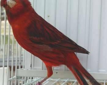 canary bird for sale craigslist