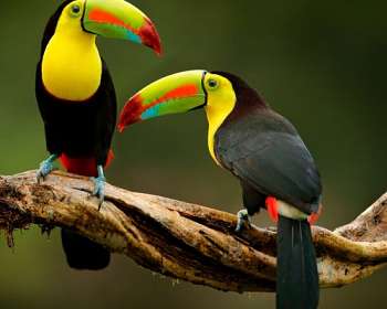 Toucans For Sale