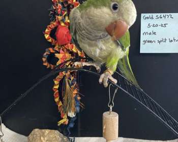 Birds in Sedalia Missouri