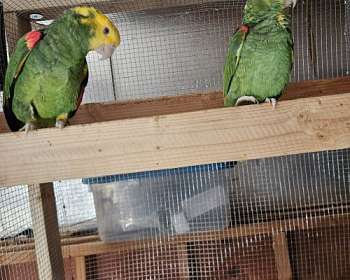 Birds in Brentwood California