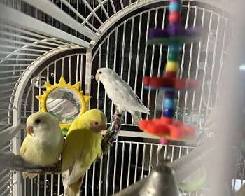 ジュリエット　ケペシュ『Birds』鳥 BIRDS｜青幻舎 SEIGENSHA Art Publishing, Inc.