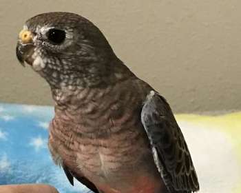 Birds in Brentwood California