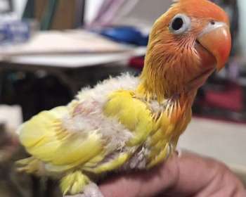 Lovebird Bird for Sale