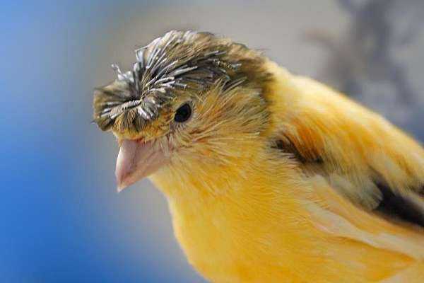 Marvelous Crested Canaries - - Fast Shipping