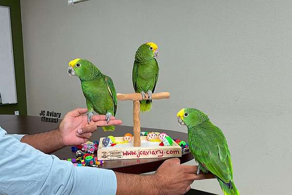 Sweetest parakeet babies