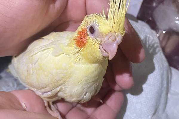 Female Lutino Cockatiel 5194