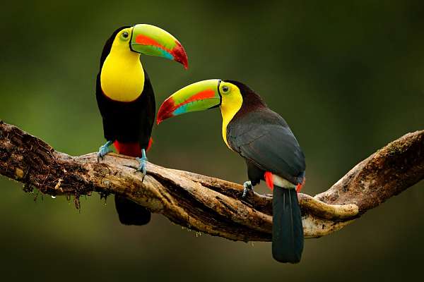 Toucan Keel Billed Sweet Babies