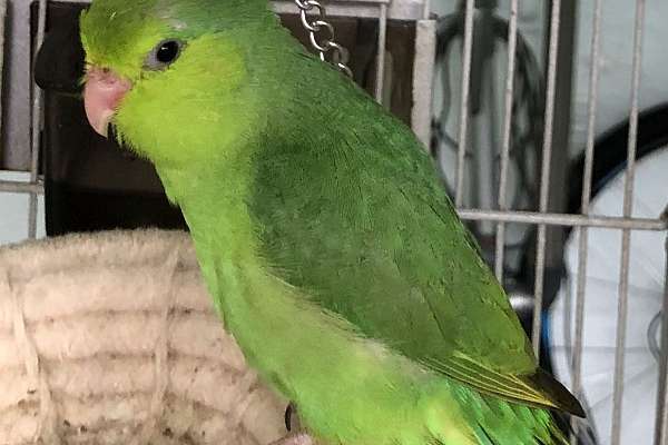 Green female parrotlet