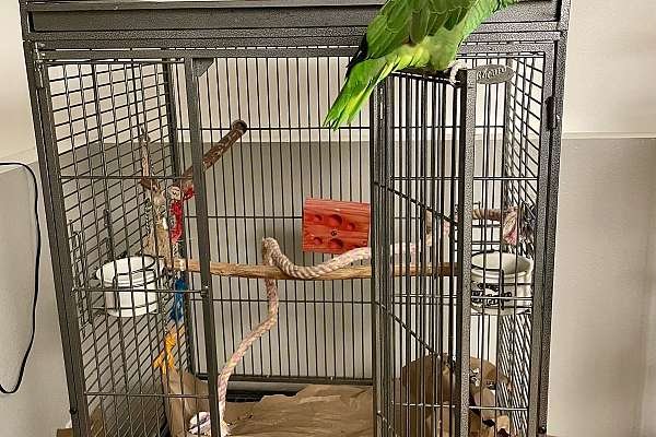 Red Lored Amazon looking for a new home