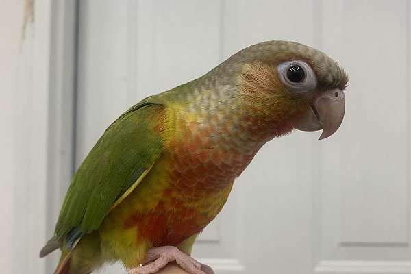 Female pineapple green cheek conure