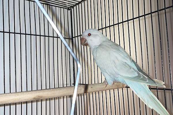Blue Crossover Quaker Parrot sale