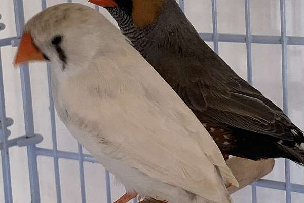 very-rare-eumo-zebra-finch