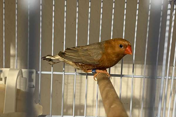 Full Orange Zebra Finch