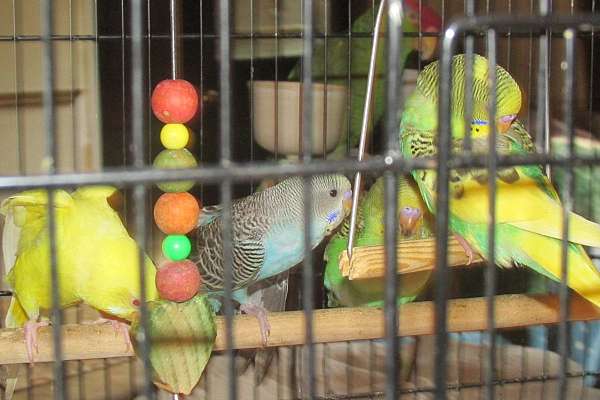 Parakeets