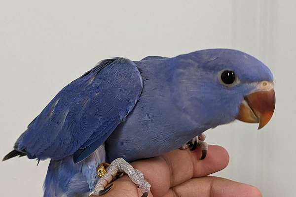 Indian Ringneck Double Violet Handfed