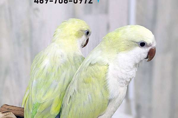 Quaker Babies - Exotic Rare Colors