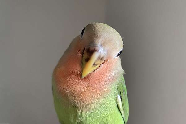 Hand Baby Lovebird Fed