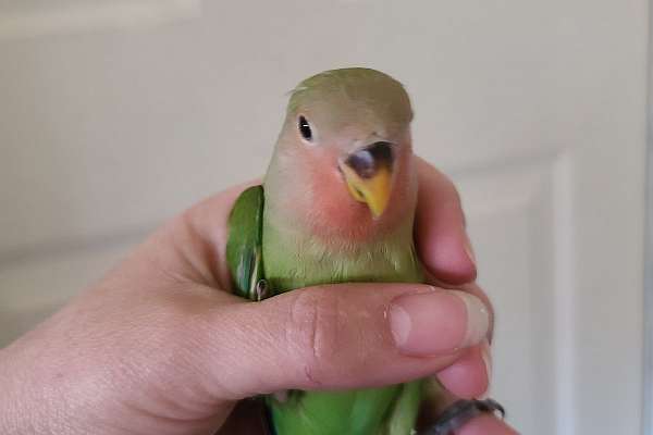 Lovebird