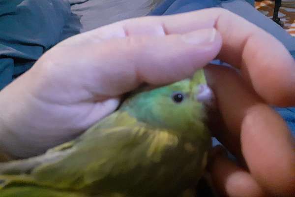 SOLD Baby/Young Parrotlets for sale - Turquoise / dilute Turquoise