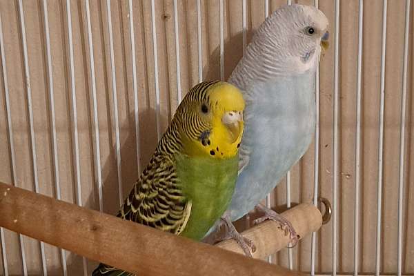 Parakeet