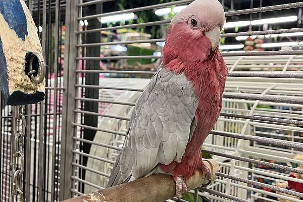 Rose Breasted Cockatoo 