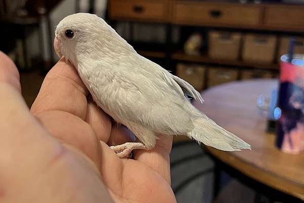 Parrotlets Sale