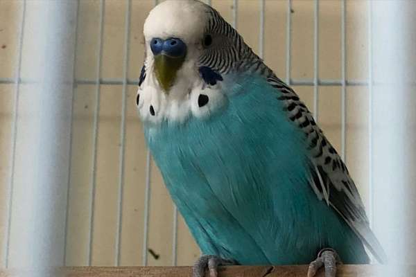 Ready to breed Parakeets for sale