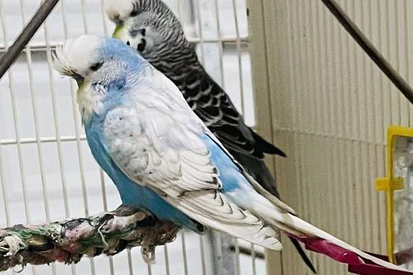 English Budgies