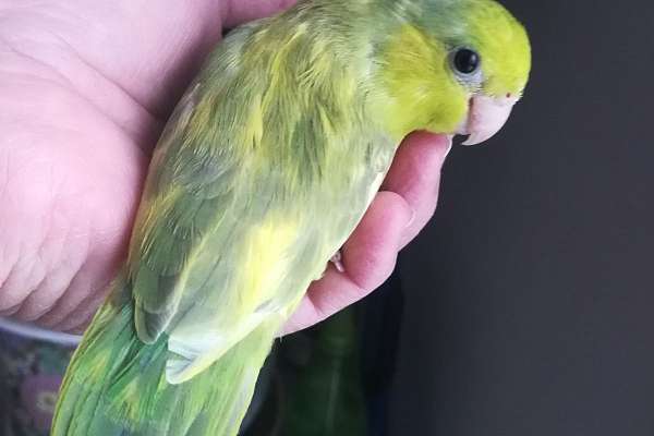 Baby Parrotlet - multi color