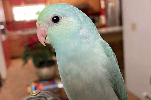 Image showcasing Parrotlet