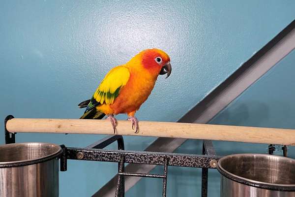 Sun Conure + Cage