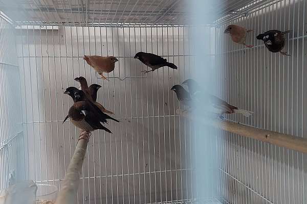 crested society finches for sale