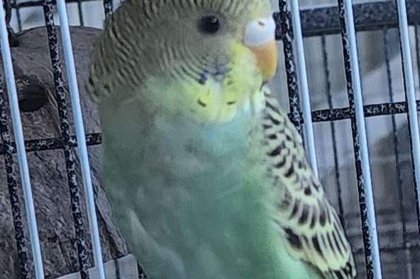 Parakeet