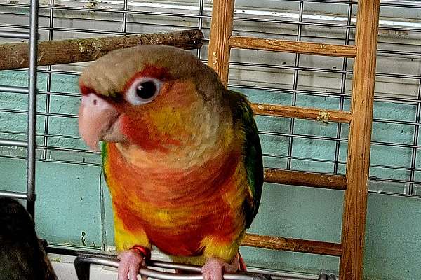 High Red Pineapple Green Cheek Conure