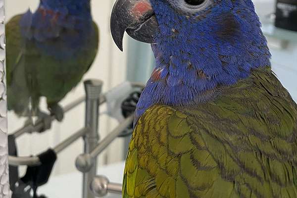 Male Blue Headed Pionus