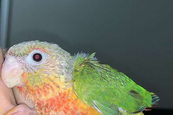 Baby Pineapple & Yellow Sided Green Cheek Conure Parrots