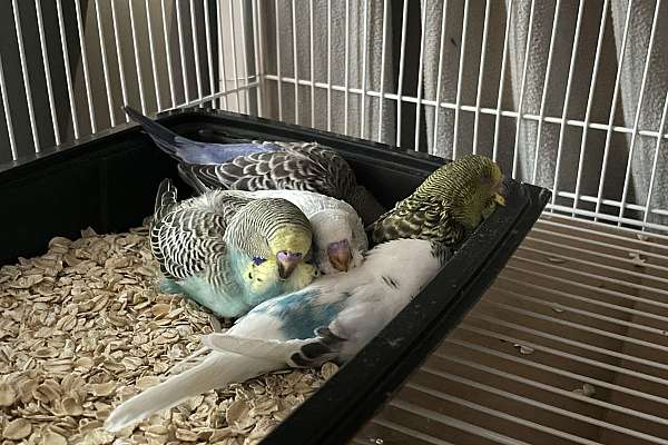 Parakeets available