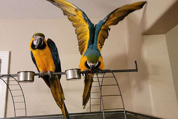 Blue and gold macaws