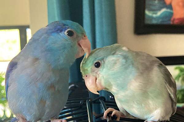 Picture of Beautiful, Tame Baby Parrotlets ~ Pair (unrelated)